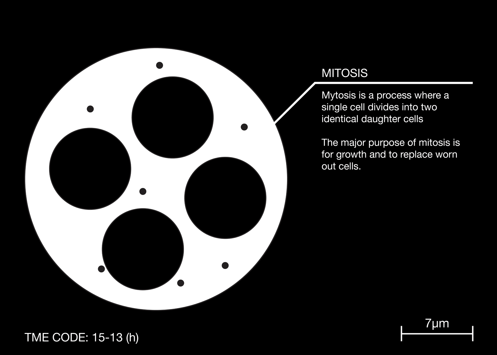 dettaglio con cellule e descrizione della fase della mitosi sulla divisione cellulare